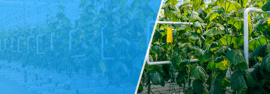 sustainability farming case 2