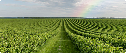 x5 sensing camera typical applications crop growth monitoring