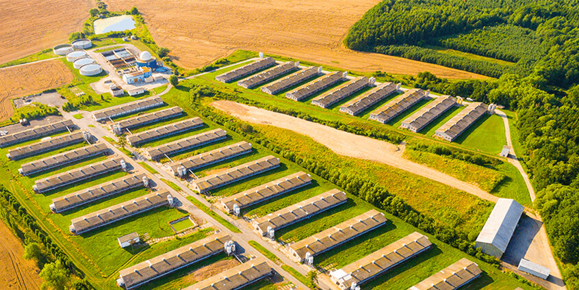smart pig farming netherlands