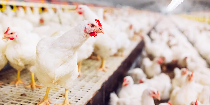 smart poultry farming africa