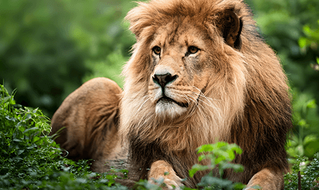 sustainability wildlife