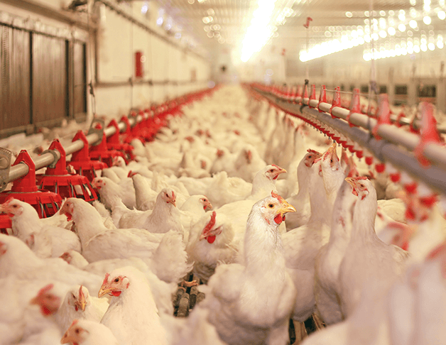 smart poultry mileisght japan iot smart poultry mileisght japan iot