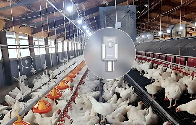 smart poultry mileisght japan sensor
