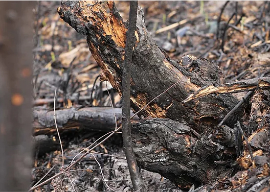 case forest moisture monitoring background