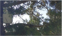 smart city upgrade in turkey deployment tree em500 co2