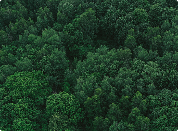 smart forest 3 pc