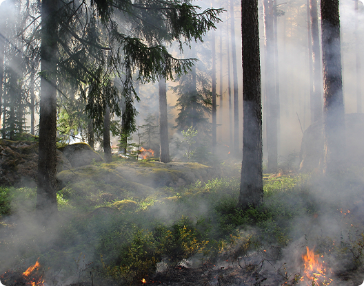 smart forest pc 1