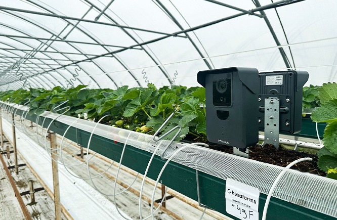 succes stories green house background 1