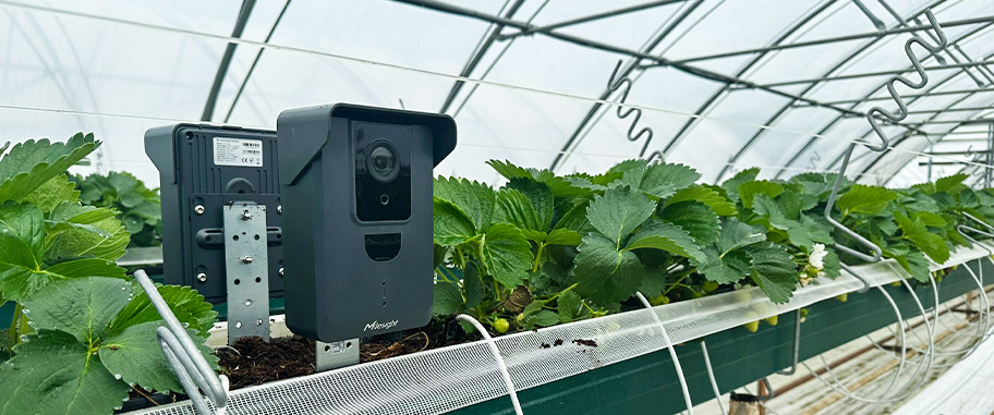 succes stories green house background 4