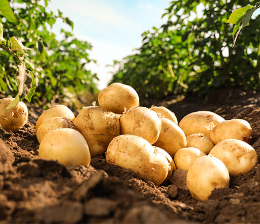 success stories potato planting background2