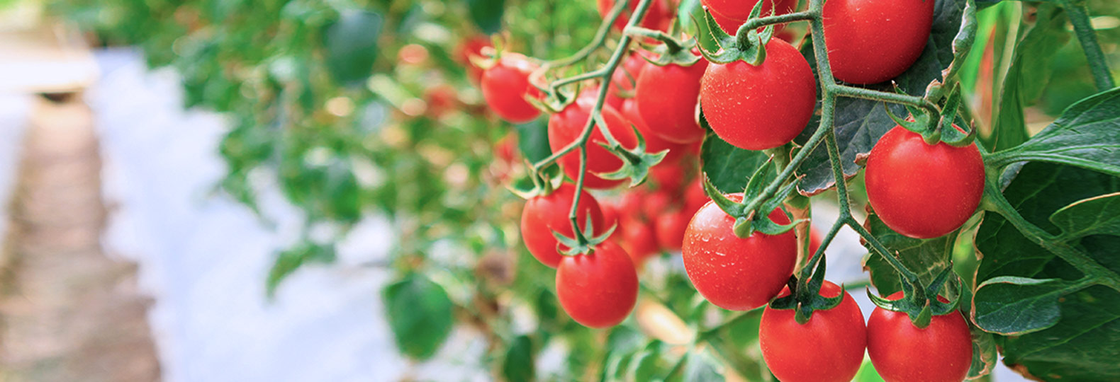 smart greenhouse 1 smart greenhouse 1