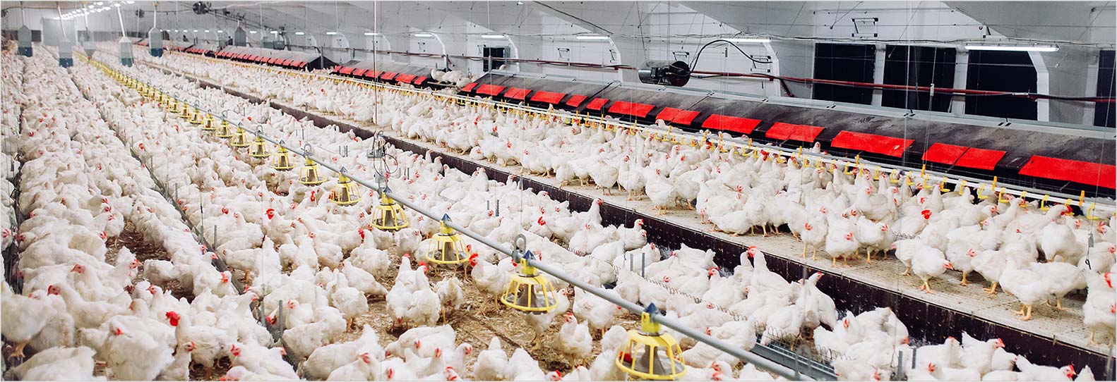 smart poultry farming 1