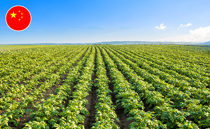smart potato farming 1600 devices achieves 40 water savings smart potato farming 1600 devices achieves 40 water savings