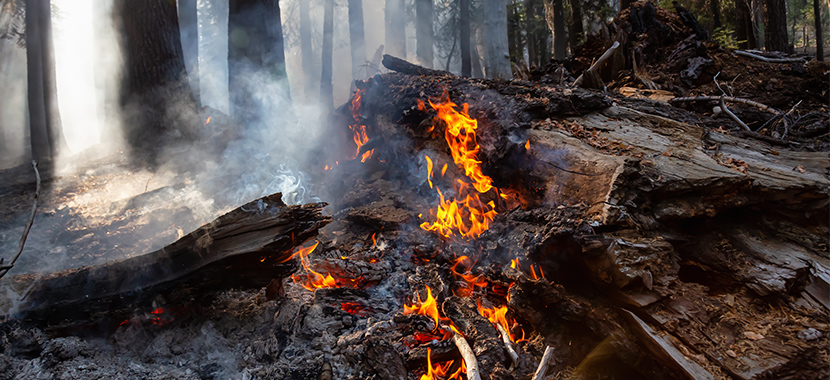 em500 outdoor co2 sensor forest