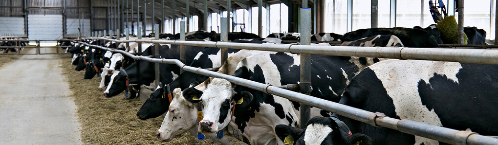 ws203 smart farm
