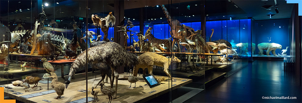 2 inside of Natural History Museum of Fribourg
