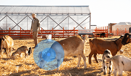 livestock farming