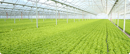 x5 sensing camera typical appications greenhouse