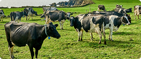 x5 sensing camera typical applications livestock