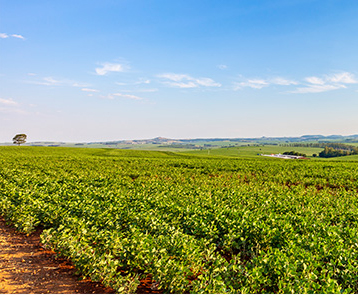 agriculture case background