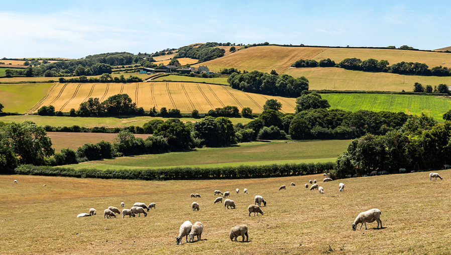 farm farm