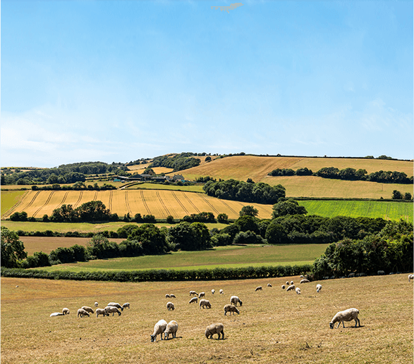 orchard or farm