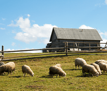 farms farms
