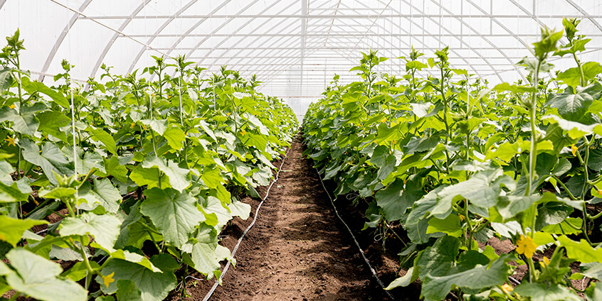 greenhouse temperature ventilation management america