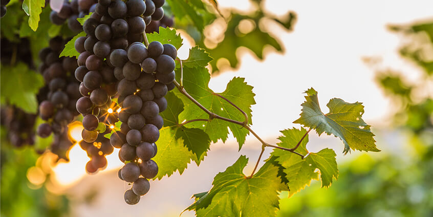 remote vineyard irrigation solution china