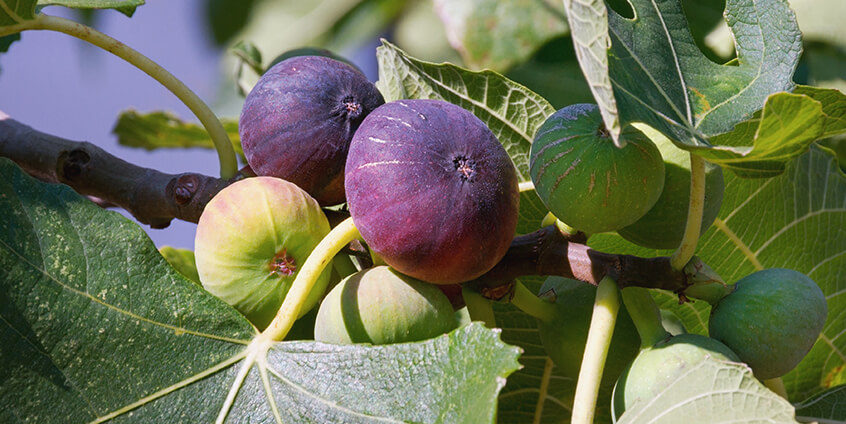 smart fig plantation solution china