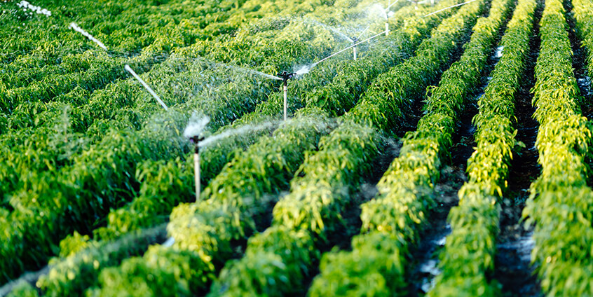 Sistema de riego inteligente en campo abierto
